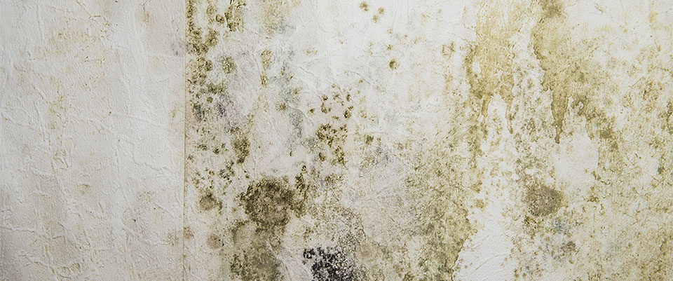 Mold remediation from Safe Environmental